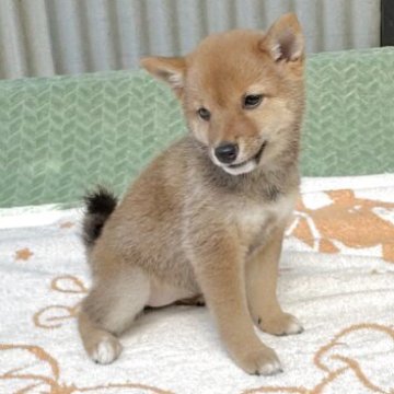 柴犬(豆柴)【岡山県・女の子・2025年6月19日・赤毛】の写真「❣️小柄なママから誕生🖊️1.4kgになりました」