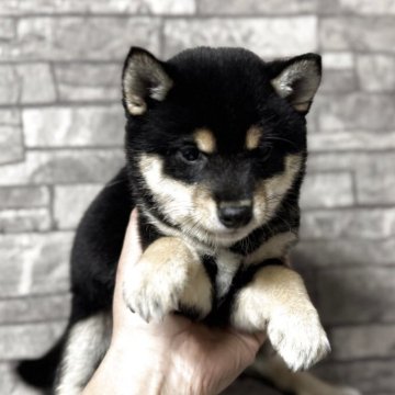 柴犬(豆柴)【岡山県・女の子・2025年2月2日・黒毛】の写真「🐕‍🦺小柄な母から生まれた♠️黒毛チャン‼️」
