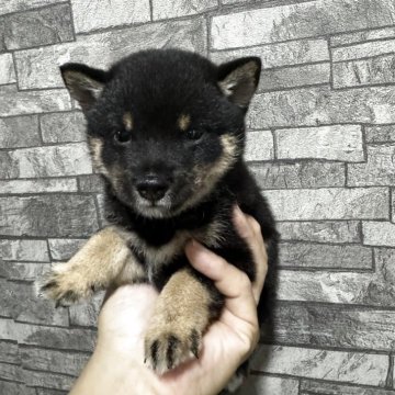 柴犬(豆柴)【岡山県・男の子・2025年6月19日・黒毛】の写真「ハンサムボーイ🕵️‍♂️の黒豆君☘️です🐕‍」