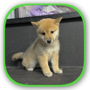 柴犬(豆柴)【岡山県・男の子・2025年6月14日・赤毛】の写真「🐕‍🦺4代祖豆柴認定犬　🐕豆柴男子です❣️」