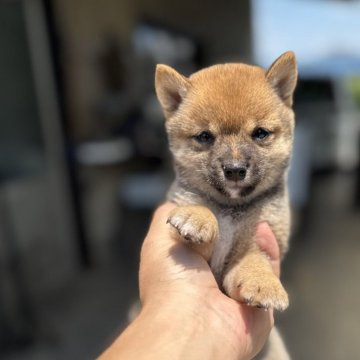 豆柴 九州・沖縄の豆柴の子犬を探す｜ブリーダー直販の子犬販売
