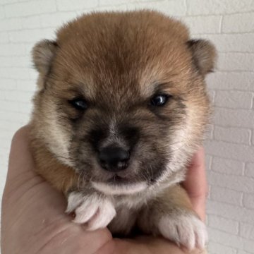 柴犬(豆柴)【岡山県・男の子・2025年2月1日・赤毛】の写真「🙋 4兄弟から⚠️赤毛の可愛い男の子です🦮」