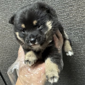 柴犬(豆柴)【岡山県・女の子・2024年11月24日・赤毛】の写真「小柄な黒豆ちゃん❣️です🐕‍🦺可愛い🩷です‼」