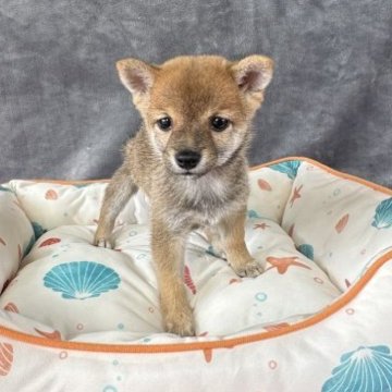 柴犬(豆柴)【岡山県・女の子・2025年7月18日・赤毛】の写真「あずきちゃん950g🕵️‍♂️UP💎極小だよ」