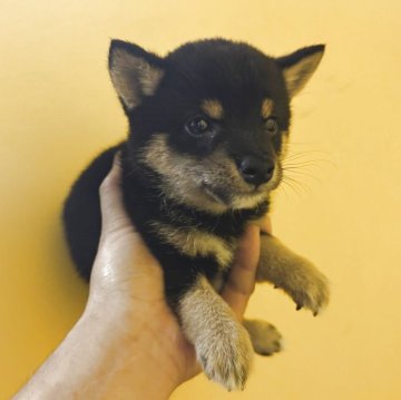 柴犬(豆柴)【岡山県・男の子・2025年3月30日・黒毛】の写真「すくすく元気に🐕‍🦺成長しています💜」