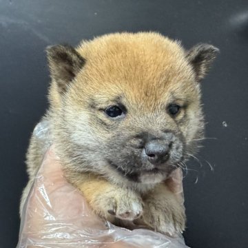 柴犬(豆柴)【岡山県・女の子・2024年11月15日・赤毛】の写真「🐕小柄な赤毛ちゃん❤️当日の見学大歓迎です🚙」