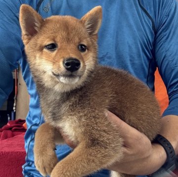 柴犬(豆柴)【岡山県・女の子・2025年6月19日・赤毛】の写真「🙍‍♂️元気に成長中👌2300gになりました」