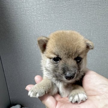 柴犬(豆柴)【岡山県・男の子・2025年7月18日・赤毛】の写真「かわいい男の子です！500グラムになりました！」