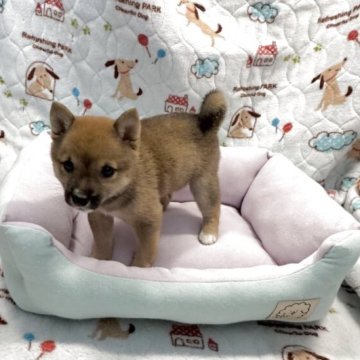 柴犬(豆柴)【岡山県・男の子・2025年6月4日・赤毛】の写真「小柄🚹男子をお探しの方は🔍お勧めですワン🐶」