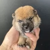 豆柴