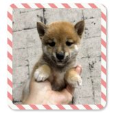 柴犬(豆柴)