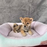柴犬(豆柴)