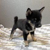 柴犬(豆柴)