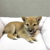 豆柴
