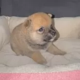 豆柴