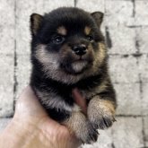柴犬(豆柴)