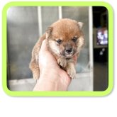柴犬(豆柴)