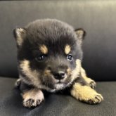 柴犬(豆柴)