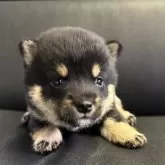 豆柴