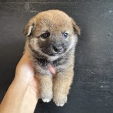 柴犬(豆柴)
