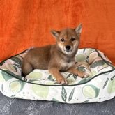 柴犬(豆柴)