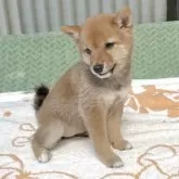 豆柴