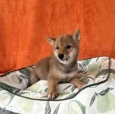 豆柴