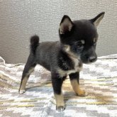 柴犬(豆柴)