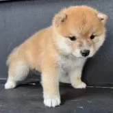 豆柴