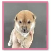 豆柴