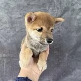 豆柴【岡山県・女の子・2025年7月12日・赤毛】の写真2「ぬいぐるみ🧸🧸🧸見たいで可愛い💕💕💕」