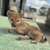 豆柴【岡山県・男の子・2025年6月4日・赤毛】の写真2「成長するにつれて、花の周りの黒毛は赤毛に変わっていきます。」
