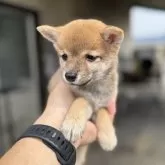豆柴【岡山県・女の子・2025年7月12日・赤毛】の写真14「LINEオンライン見学当日承ります」