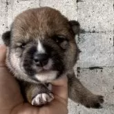 豆柴【岡山県・女の子・2025年10月15日・赤毛】の写真3「当日の見学予約承ります。」