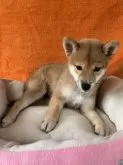 豆柴【岡山県・女の子・2025年6月14日・赤毛】の写真3「小柄な豆柴ちゃんを探してる方必見です。　家庭で飼いやすいサイズの豆柴ちゃんです。」