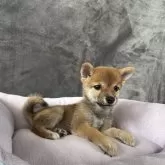 豆柴【岡山県・女の子・2025年7月12日・赤毛】の写真4「オーナー!一押しの極上豆柴ちゃんです。小柄な豆柴ちゃんを探している方は、こちらをどうぞ。」