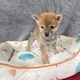 豆柴【岡山県・女の子・2025年7月12日・赤毛】の写真3「きれいな頭骨の形でしっかりとした目鼻が整って可愛い子ちゃんです」