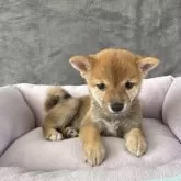 豆柴【岡山県・女の子・2025年7月12日・赤毛】の写真6