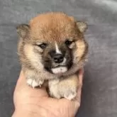 豆柴【岡山県・女の子・2025年10月15日・赤毛】の写真8