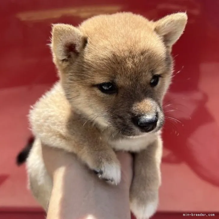 ID:2306-06389の子犬