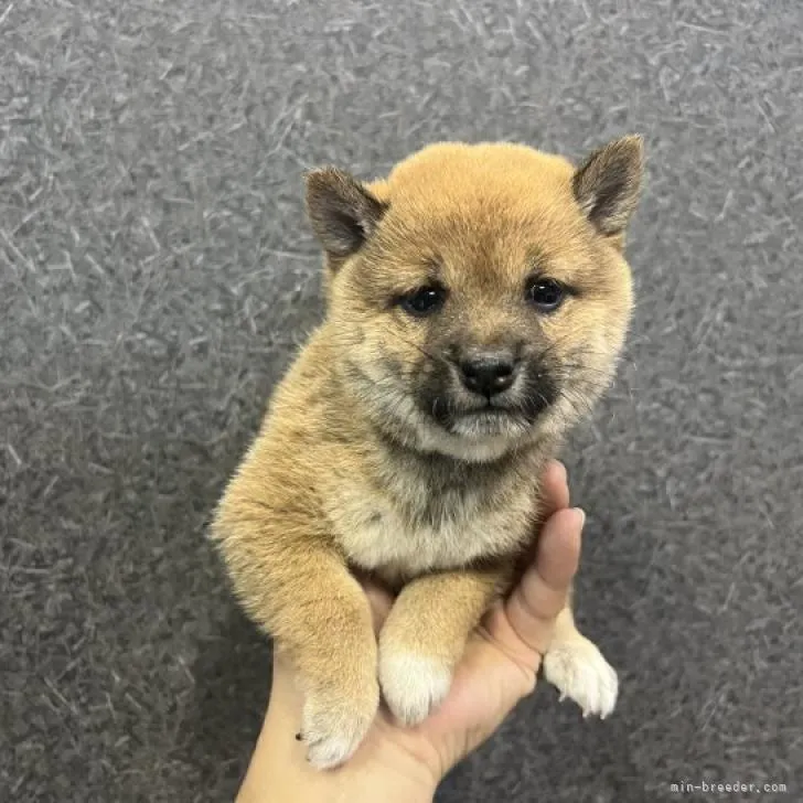 ID：2210-02919の子犬