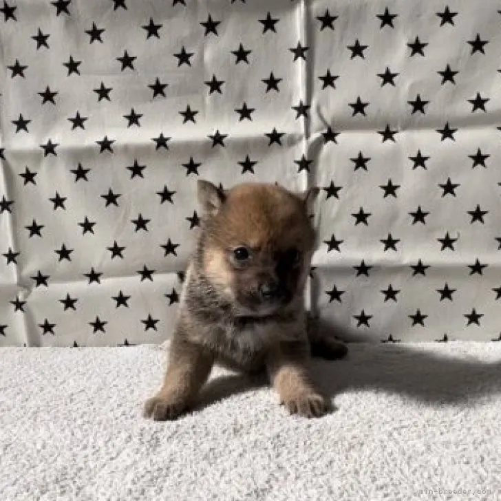 ID：2311-01781の子犬