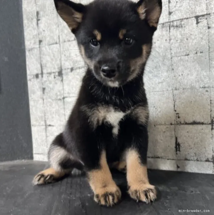 ID:2308-00721の子犬