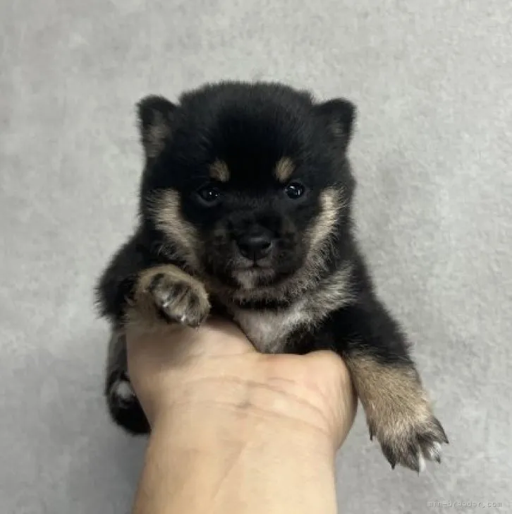 ID:2310-03647の子犬