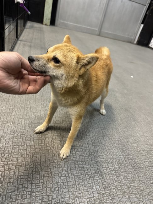 柴犬【・女の子・2022年9月20日・赤毛】