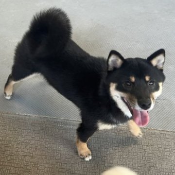 柴犬(豆柴)【岡山県・女の子・2022年10月27日・黒毛】の写真「小型でかわちい豆柴ちゃんです。　三代豆柴認定犬です」