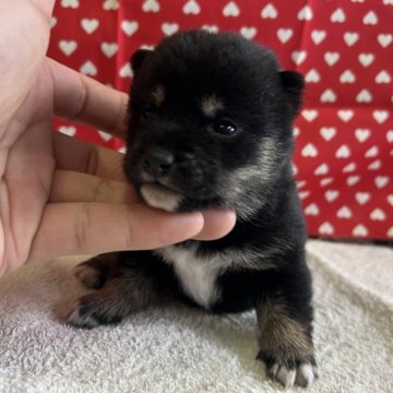 柴犬(豆柴)【岡山県・女の子・2024年1月5日・黒毛】の写真「見学に来て下さい！　癒されますよ！」