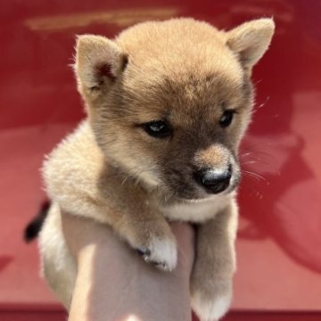 柴犬(豆柴)【岡山県・男の子・2023年6月7日・赤毛】の写真「小柄で可愛い男の子です。　可愛い胡麻毛です。」