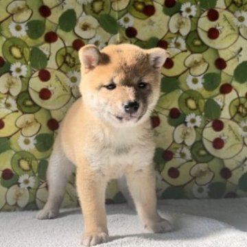 柴犬(豆柴)【岡山県・男の子・2023年9月19日・赤毛】の写真「岡山市から可愛い豆柴ちゃん誕生しました！！」