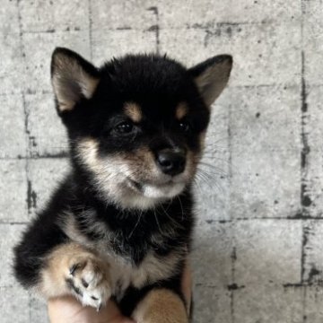 柴犬(豆柴)【岡山県・女の子・2023年7月5日・黒毛】の写真「小柄で可愛いですよ。　三代豆柴認定犬です。」